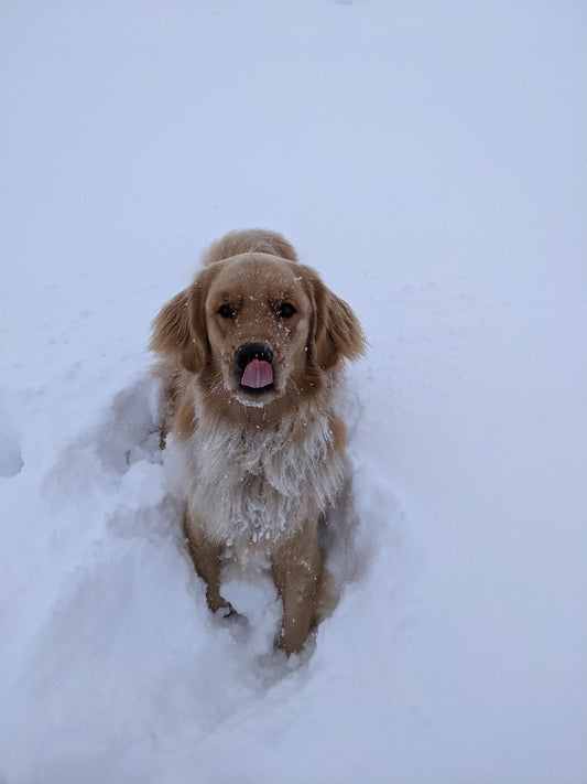 Jour de neige